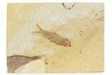 Detailed Fossil Fish (Knightia) - Wyoming #373712-1